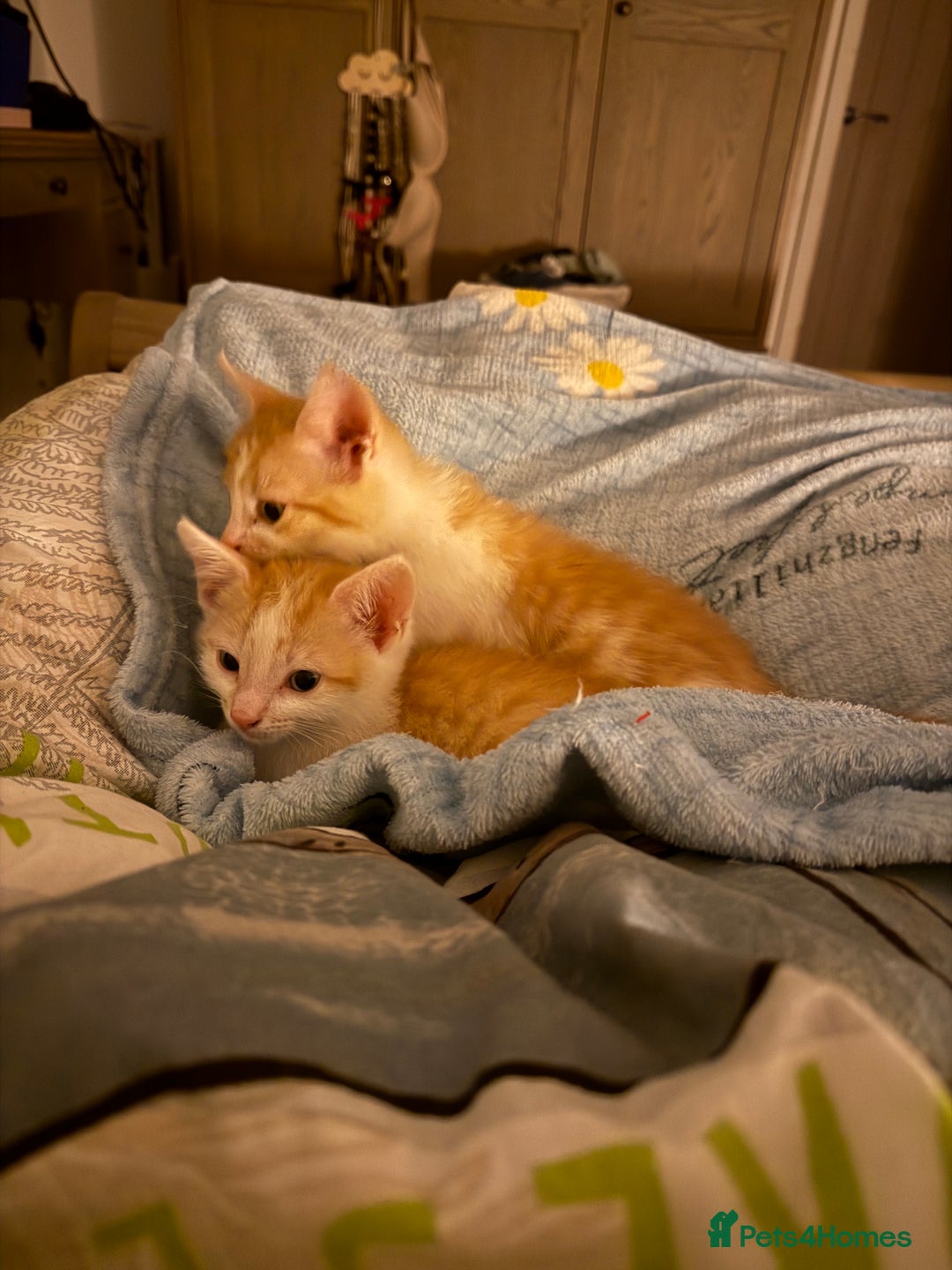 Oriental cats for sale: The Cutest Babies Hand Reared From 2 Weeks - Image 20