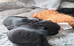 Mixed Breed dogs for sale: 2x chunky black cockalier puppies - Image 4