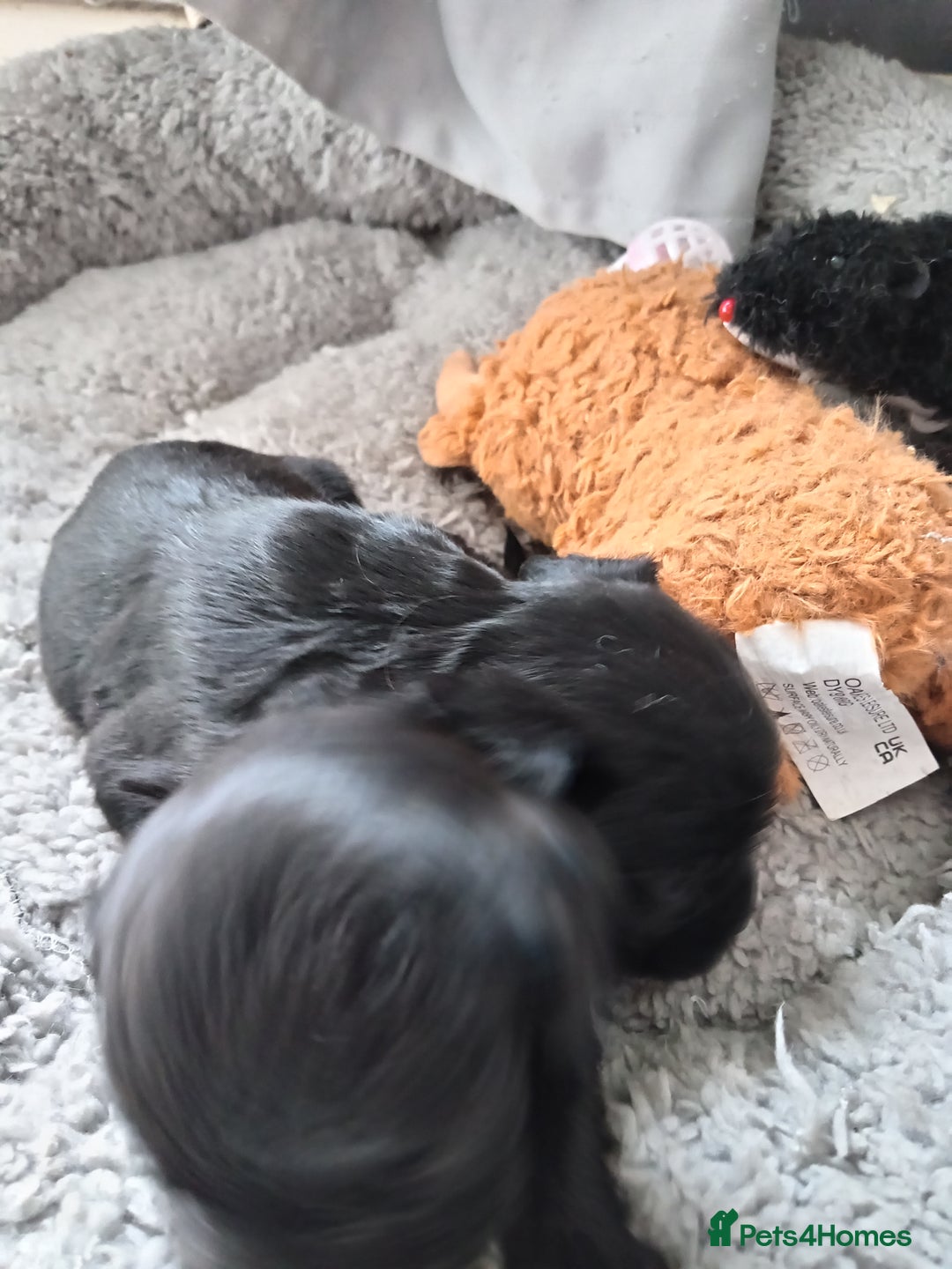Mixed Breed dogs for sale: 2x chunky black cockalier puppies - Image 4