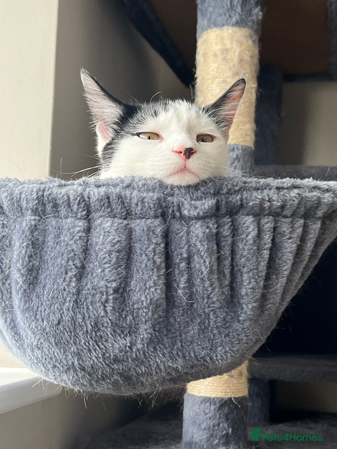 Mixed Breed cats for sale: Black & white tabby cat - Advert 3