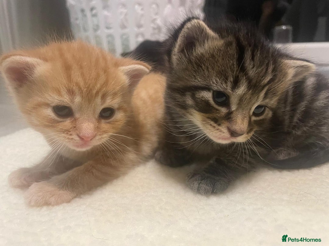 Mixed Breed cats for sale: Litter of 5 kittens - Advert 9