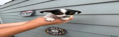 Jack Russell 1