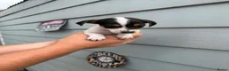 Jack Russell dogs for sale: Jack Russell Puppies - Advert 5