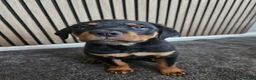 Rottweiler dogs for sale: Exceptional Rottweiler Pups- ONE GIRL LEFT. - Advert 28