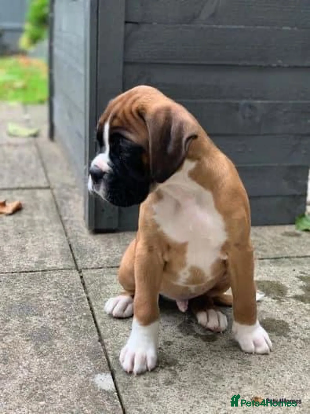 Boxer dogs for stud: PROVEN KC REGISTERED BOXER STUD - Red Flashy Male in London - Advert 12
