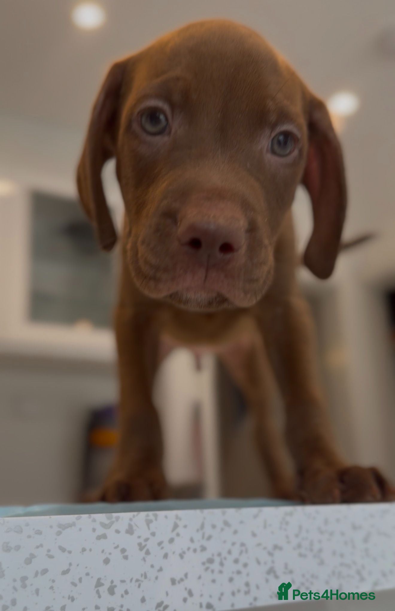 Mixed Breed dogs for sale: Beautiful Staffy/Viszla Puppies for Loving Homes - Advert 1