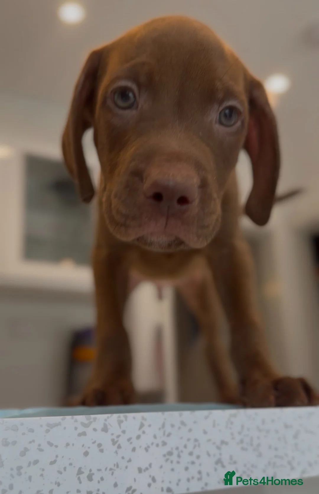 Mixed Breed dogs for sale: Beautiful Staffy/Viszla Puppies for Loving Homes - Advert 1