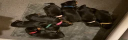 Dachshund dogs for sale: Champion Sired Standard Smooth puppies  - Advert 4