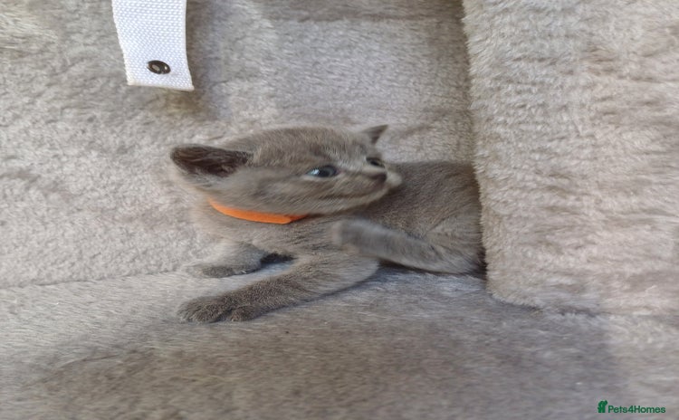 British Shorthair cats - Advert 7