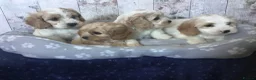 Mixed Breed dogs for sale: Adorable Cockalierpoo pups ( so cute) - Advert 15