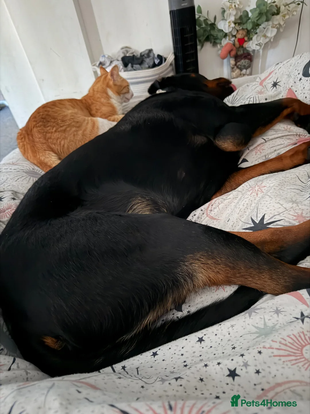 Rottweiler dogs for sale: Male Rottweiler  in Maidstone - Advert 3