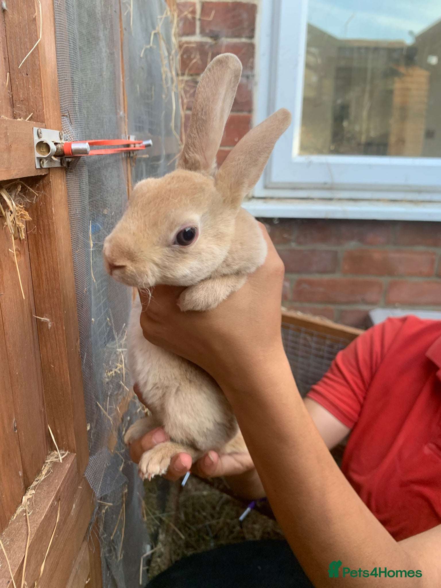 Rex rabbits Gorgeous Mini Rex doe girl - Advert 2