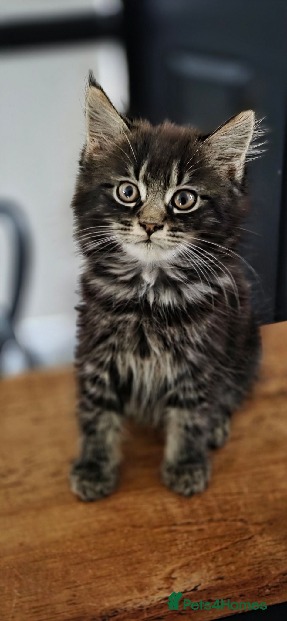 Maine Coon cats 1 male maincoon  - Advert 1