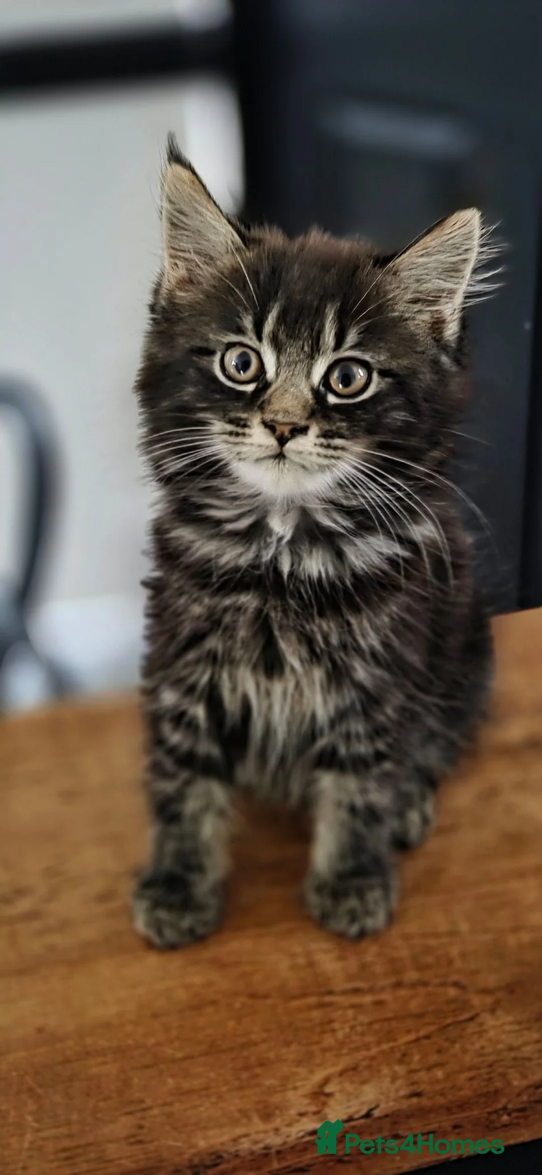 Maine Coon cats for sale: 1 male maincoon  - Advert 1