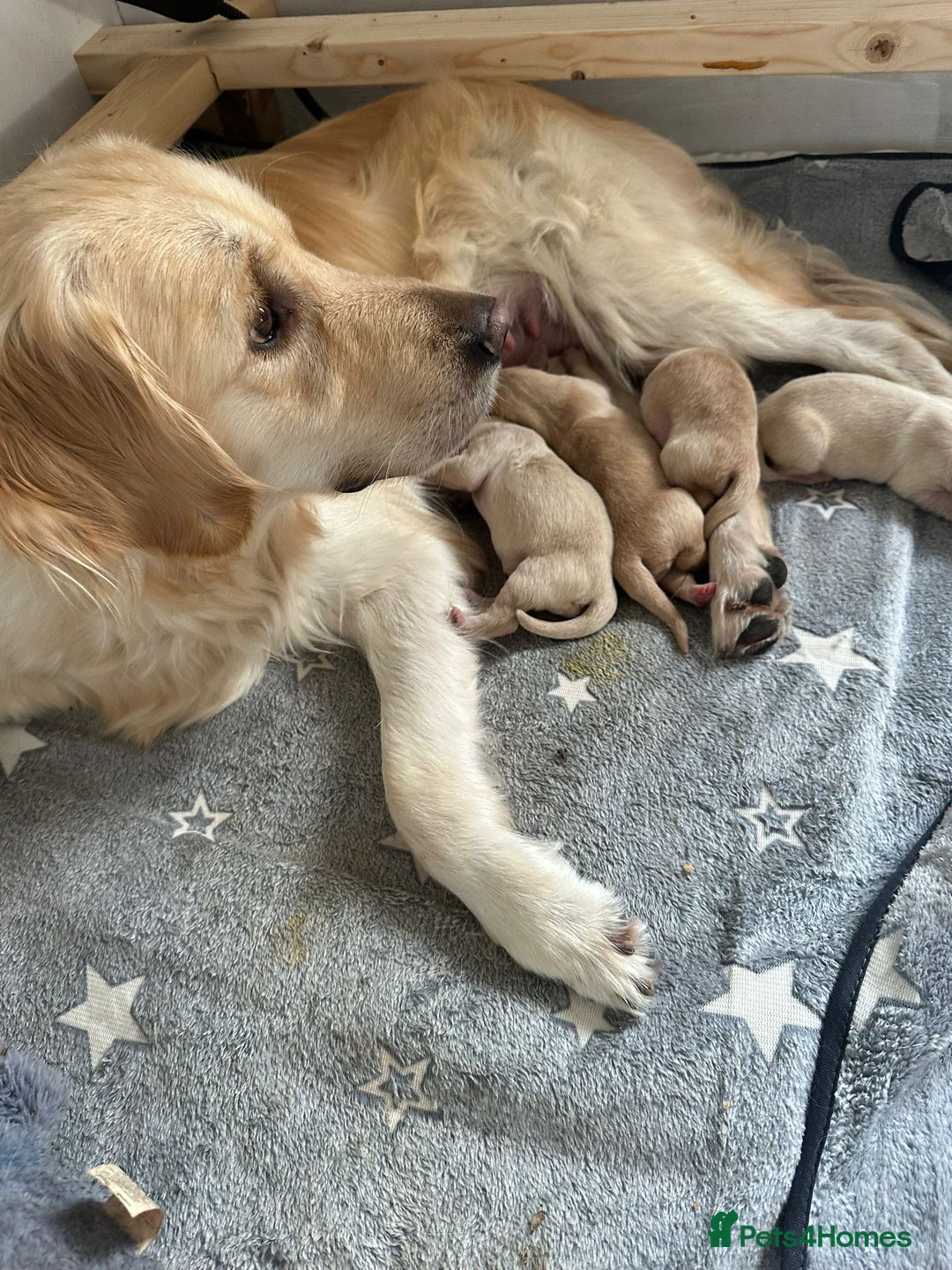 Golden Retriever dogs for stud: Proven Beautiful Golden Retriever Stud  in London - Advert 2