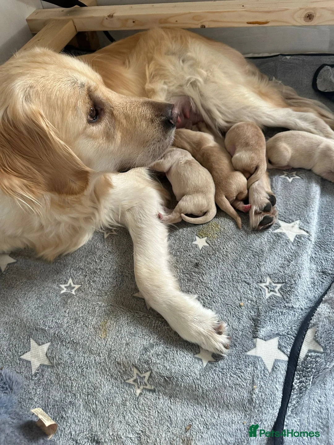 Golden Retriever dogs for stud: Proven Beautiful Golden Retriever Stud  in London - Advert 2