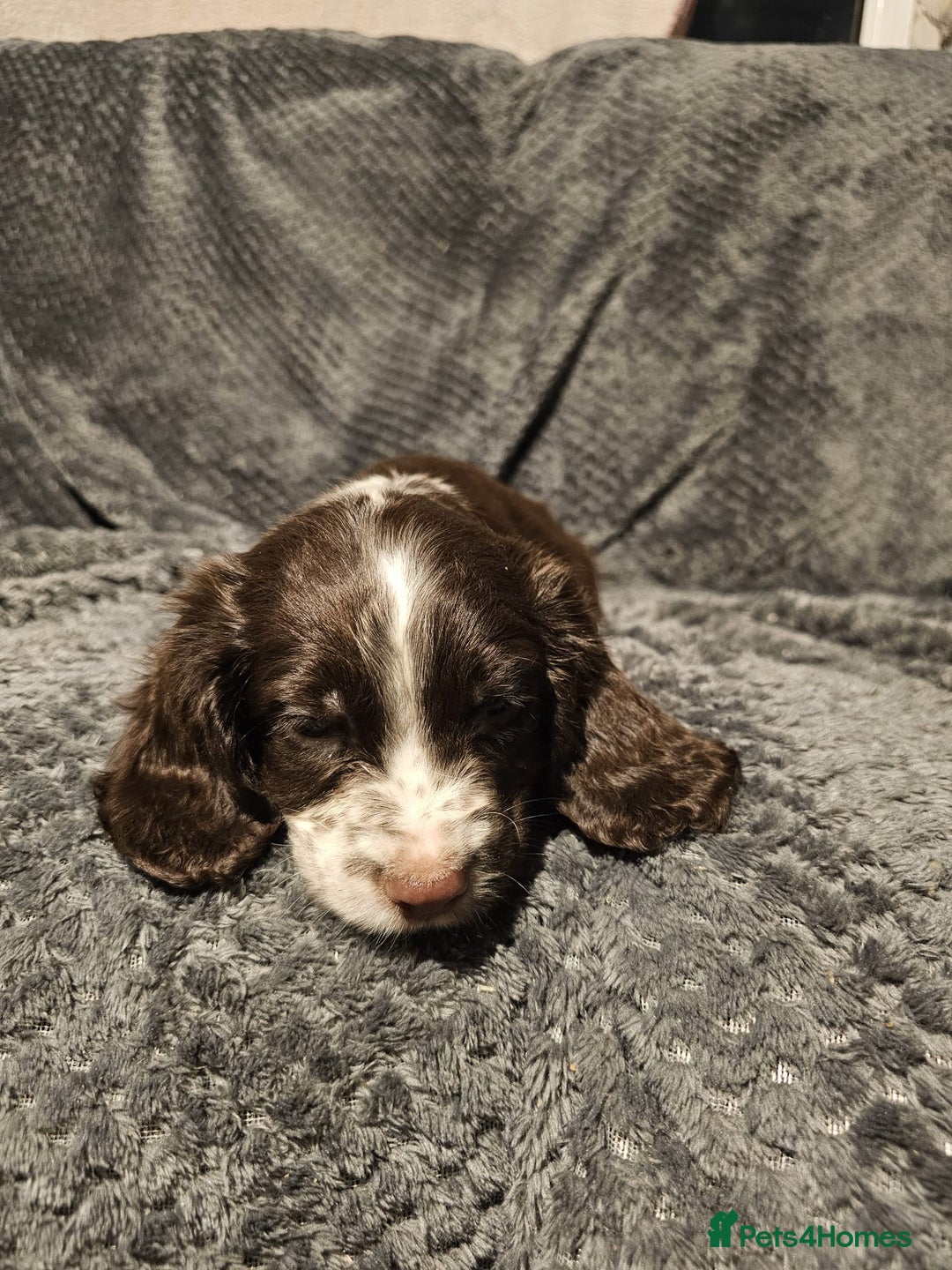 Cocker Spaniel dogs for sale: Cocker spaniels puppy's  - Advert 13