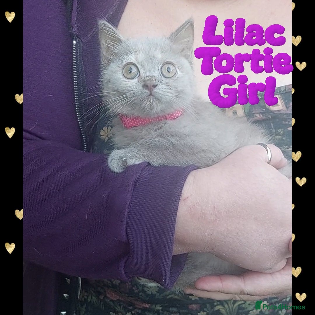 British Shorthair cats  😻 British Shorthair Kittens READY NOW 😻 - Advert 2