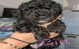 Cockapoo dogs for sale: Cockapoo puppys  - Image 3