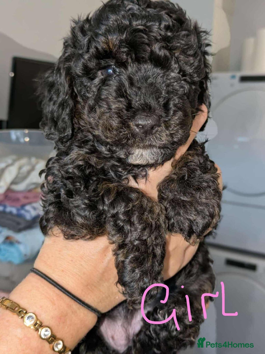 Cockapoo dogs for sale: Cockapoo puppys  - Image 3