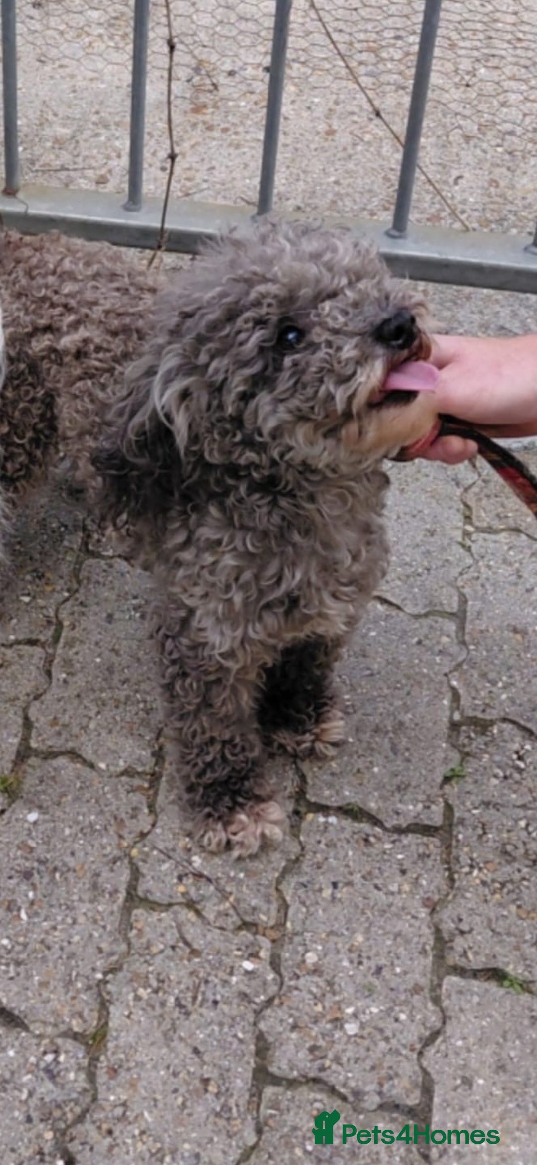 Jackapoo dogs for sale: 3 beautiful jackpoo 🐶 - Advert 7