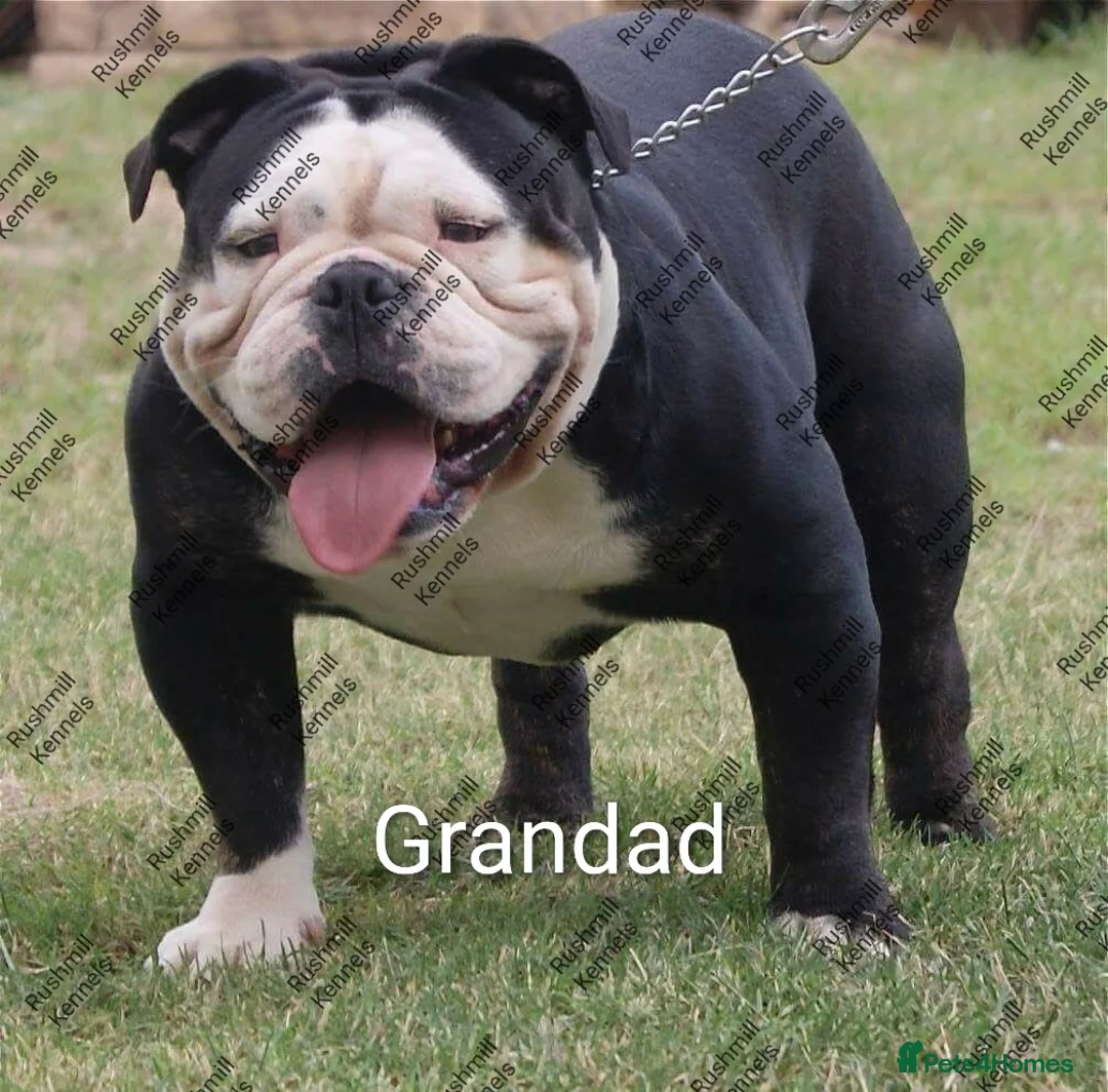 Olde English Bulldogge dogs for sale: Olde English bulldog puppies - Advert 8