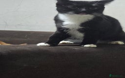 Domestic Shorthair cats for sale: 6 month on kitten  - Image 1