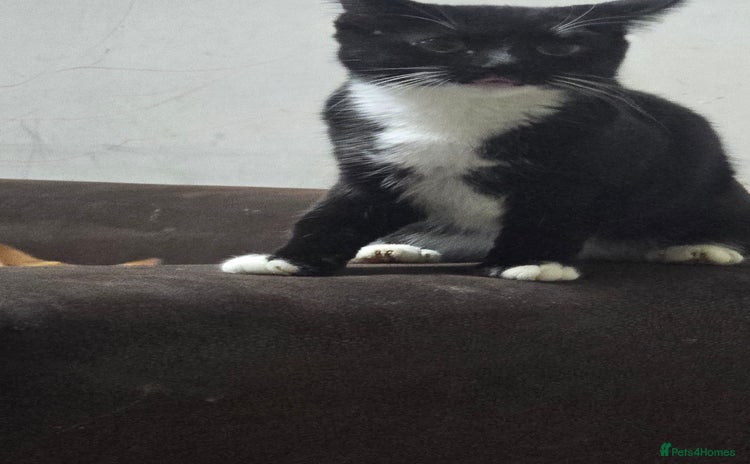 Domestic Shorthair cats - Advert 1