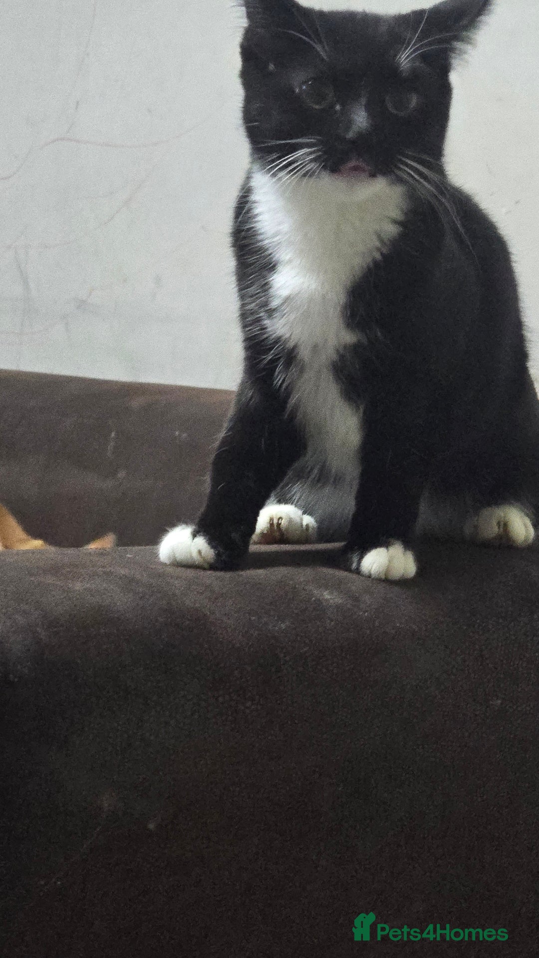 Domestic Shorthair cats for sale: 6 month on kitten  - Image 1