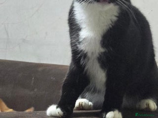 Domestic Shorthair cats - Advert 18