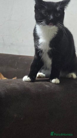 Domestic Shorthair cats - Advert 1