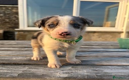 Border Collie dogs for sale: Ready to go! Beautiful Border Collie pup in Haverfordwest - Image 16