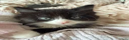 Ragdoll cats for sale: Ragdoll  - Advert 4