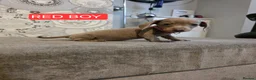 Miniature Dachshund dogs for sale: (LAST 2 PRICE REDUCED £900!) KC Reg Mini Dachshund - Advert 13