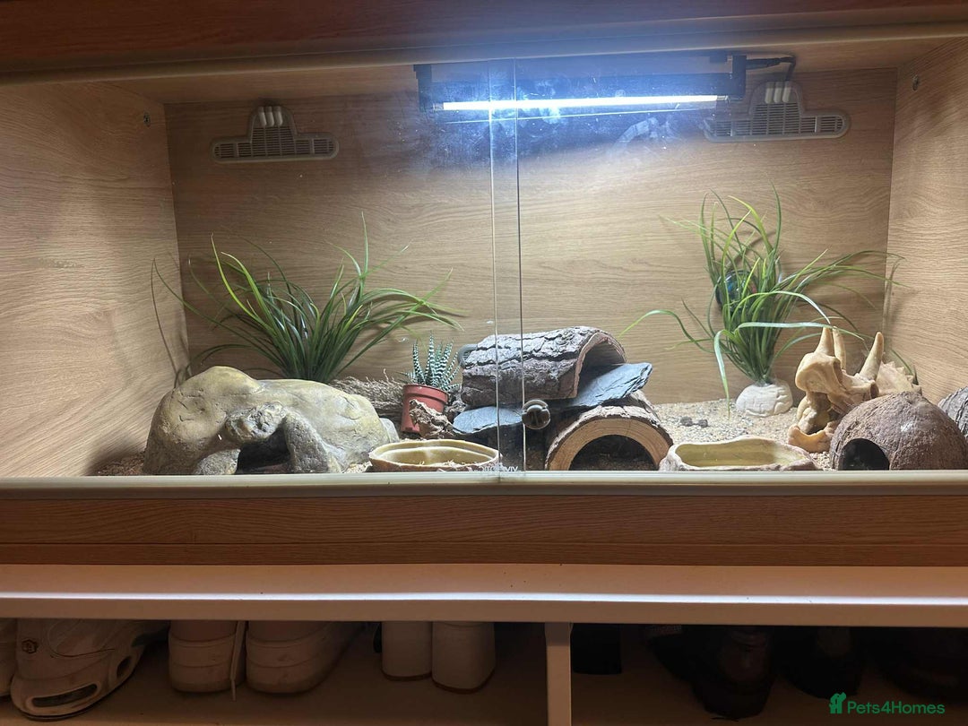 Gecko reptiles for sale: 3 year old leopard gecko  - Advert 7