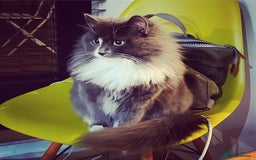 Russian Blue cats for sale: Beautiful Russian Blue 4 Year Old Cat - Image 12