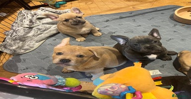 Mixed Breed dogs - Advert 3