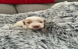 Cockapoo dogs for sale:   🐾 Cockapoo Puppies 🐶  - Image 10