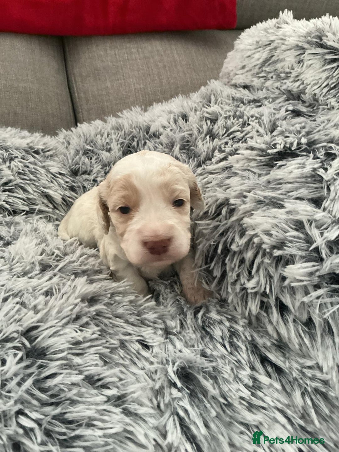 Cockapoo dogs for sale:   🐾 Cockapoo Puppies 🐶  - Image 10