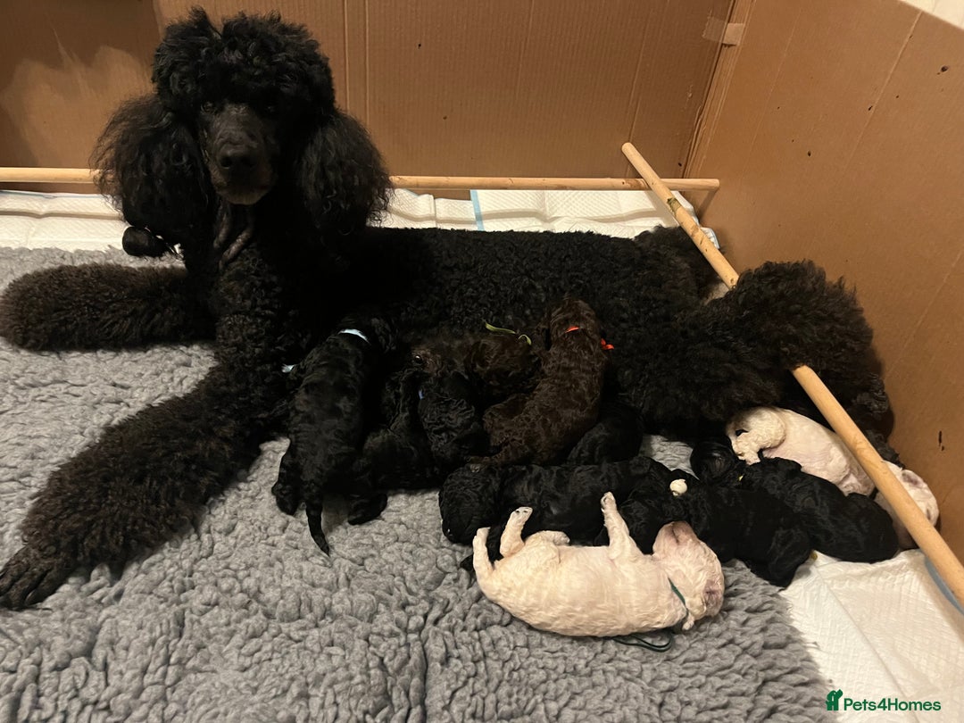 Standard Poodle dogs for sale: Standard poodle puppies  - Advert 1