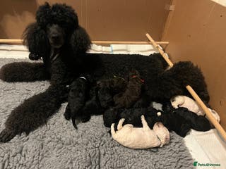 Standard Poodle dogs Standard poodle puppies - Advert 11