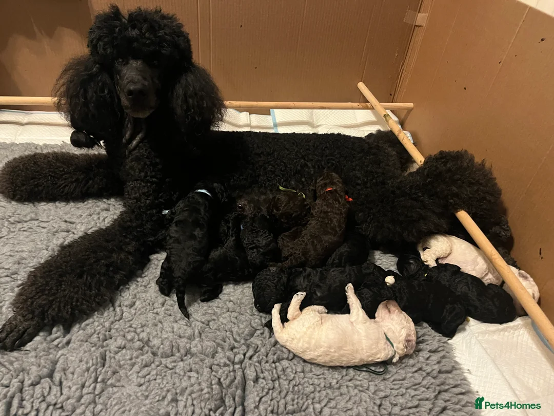 Standard Poodle dogs for sale: Standard poodle puppies ready to go  - Advert 1