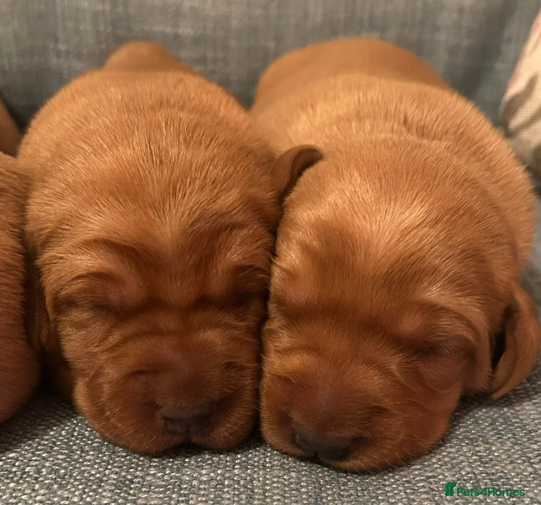 Labrador Retriever dogs for sale: Fox Red KC Reg Fox Red Lab, M&D hip & elbow scored - Advert 13