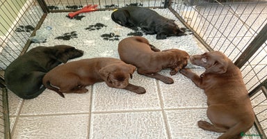 Labrador Retriever dogs - Advert 9