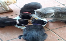 British Shorthair cats for sale: Four beautiful black kittens - Image 1