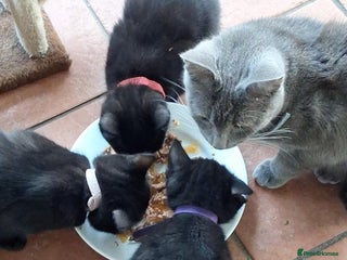 British Shorthair cats - Advert 1