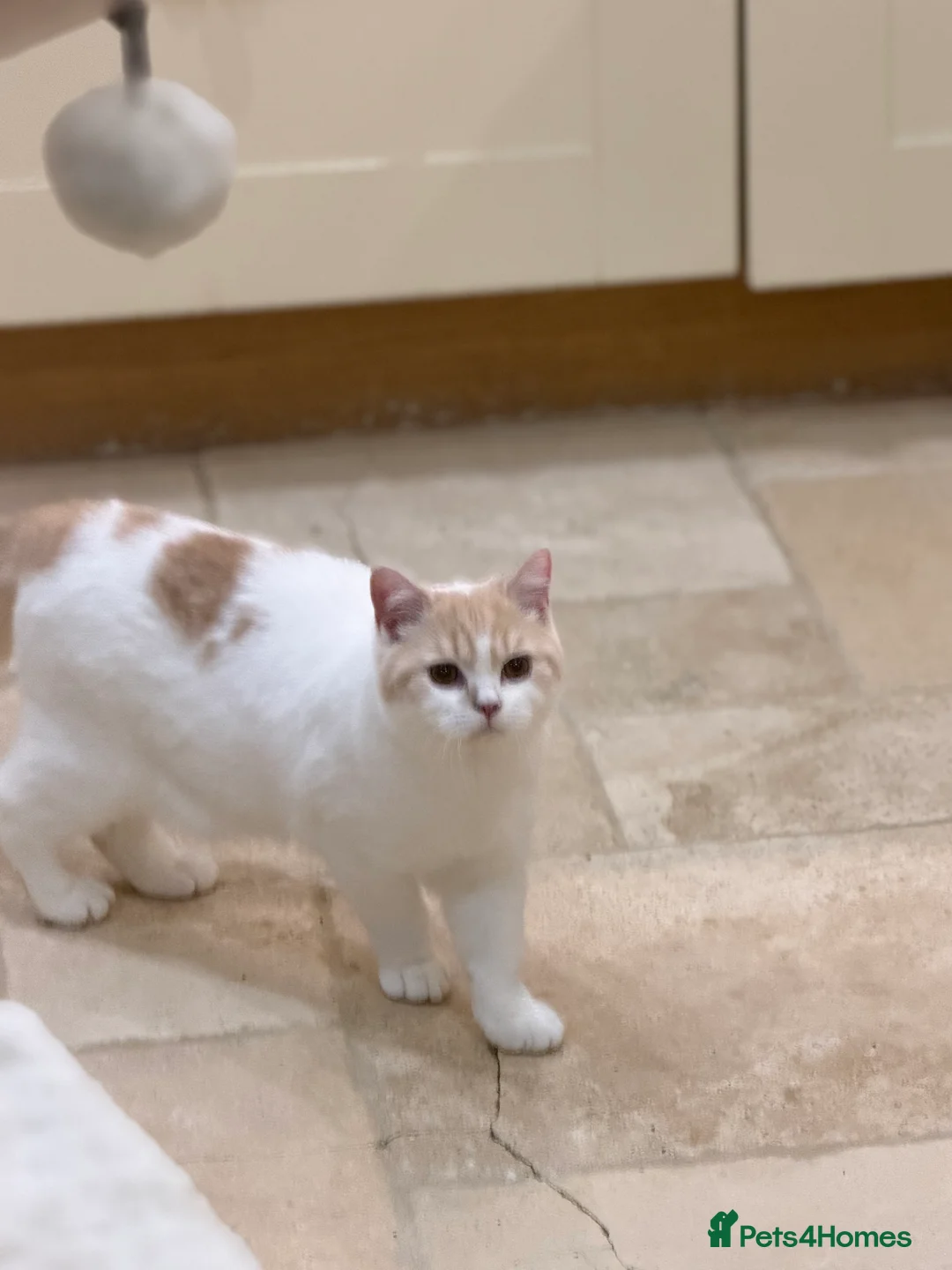 British Shorthair cats for sale: READY NOW - REGISTERED FULL PEDIGREE BSH - Advert 13