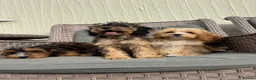 Cockapoo dogs for sale: F1 pra clear Cockapoos(council licensed) - Advert 2