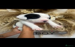 Mixed Breed dogs for sale: 🏡 Staff x American Bulldog Puppies  - Image 30