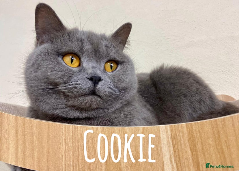 British Shorthair cats BLUE BSH LOOKING FOR A FOREVER HOME!!!! 🐾🐾😻 - Advert 10